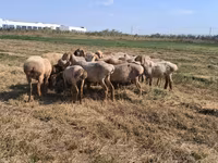 Ovce, Hissar sheep — foto 2