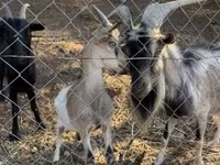 Billy Goat, Goats — photo 2