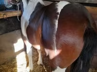 Hingst, Heste — foto 8
