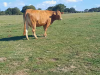 Ko, Limousin-ko. — foto 2