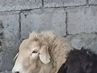 Pecora, Pecore — foto 2