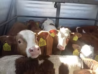 Bik, Simmental cattle — fotografija 6