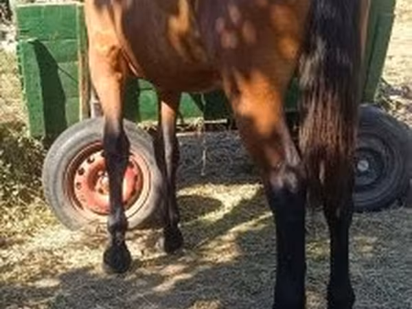 Kuda betina, Horses