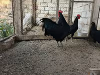 Chickens — عکس 2