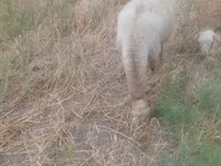 Domba betina, Sheep — foto 8