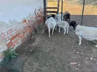แกะตัวเมีย, Dorper sheep — รูปภาพ 6