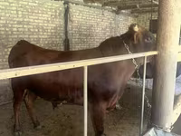 گاو نر, گاو — عکس 2