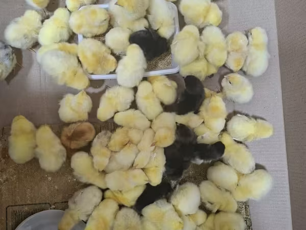 ادلر نقره‌ای