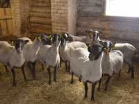 Κριός, Romanov sheep — φωτογραφία 2