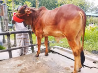 Lembu betina, Cattle — foto 4