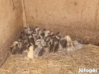 Guinea fowl — ảnh 4