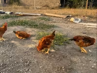 Chickens — 4-сурет