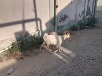 Kambing jantan, Goats — foto 7
