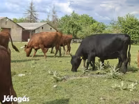 Lembu betina, Dexter — foto 6