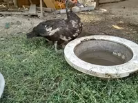 Turkeys — الصورة 1