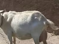 Dê cái, Saanen goat — ảnh 2