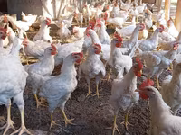 Chickens — zdjęcie 2