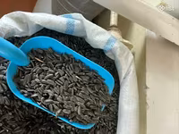 Ծտի կեր արեվածաղիկ մանր — عکس 2