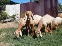 雄羊, Arashan sheep — 写真 1