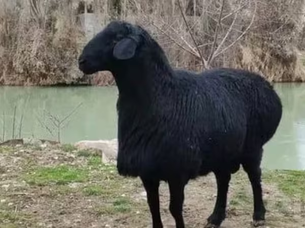 Beran, Hissar sheep