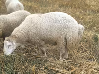 숫양, Bardhoka sheep — 사진 4