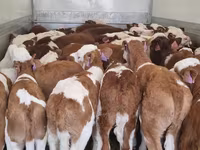 Skot (série, pohlaví neuvedeno), Simmental cattle — foto 1