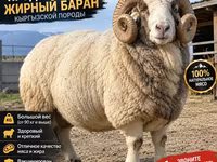 Қӯчқор, Kyrgyz Mountain merino sheep — акс 2