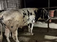 Býk, Simmental cattle — foto 3