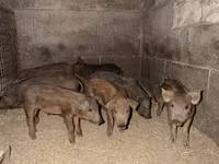 Babi betina, Мангалица — foto 2