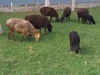 گوسفند (گروه، جنسیت مشخص نشده), گوسفند — عکس 1