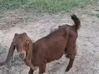Ri’ lab, Goats — sawirka 5