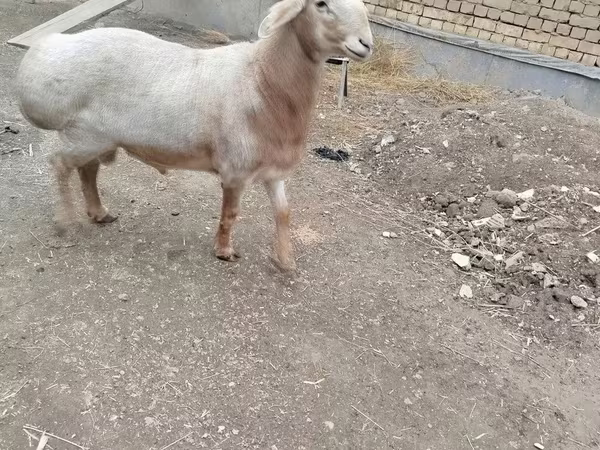 Widder, Arashan sheep