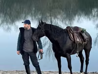 Hengst, Karachay horse — Foto 7