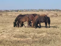 ม้าตัวเมีย, Horse breed — รูปภาพ 2