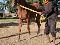 Kısrak, Arabian horse — foto 4