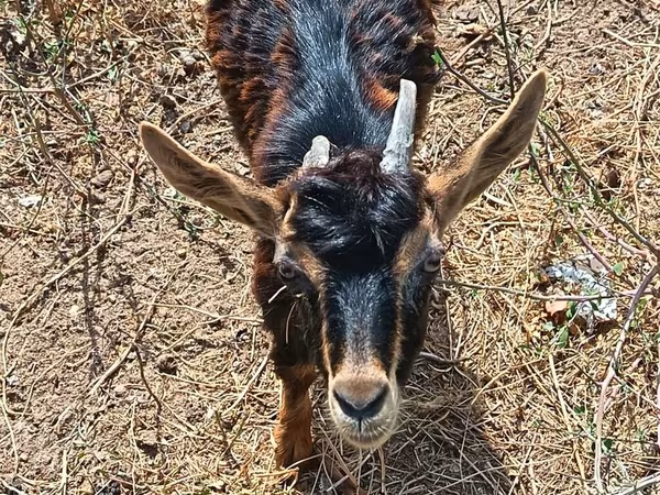 Capra, Alpine goat