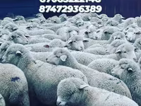 قوچ, گوسفند — عکس 5
