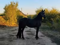 Hengst, Friesian — Foto 5