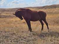 ม้าตัวเมีย, Kazakh horse — รูปภาพ 4