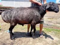 Cừu đực, Cừu — ảnh 2