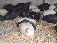 Quails — รูปภาพ 3
