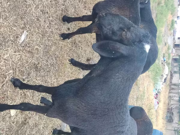 Montone, Rhon sheep