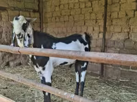 بز ماده, Beetal goats — عکس 2