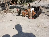 Chickens — zdjęcie 6