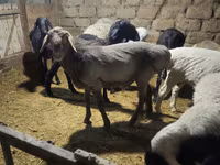 قوچ, گوسفند — عکس 1