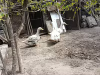 Ducks — foto 6