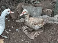 Ducks — تصویر 2