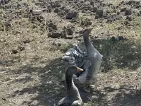 Geese — foto 1