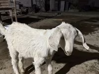Ri’ dhaddig, Nubian Goat — sawirka 2