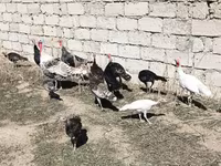 Turkeys — عکس 1